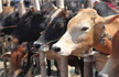 Man held in Bengaluru for cow slaughter